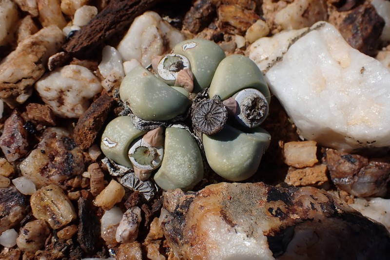 Argyroderma crateriforme photo 2