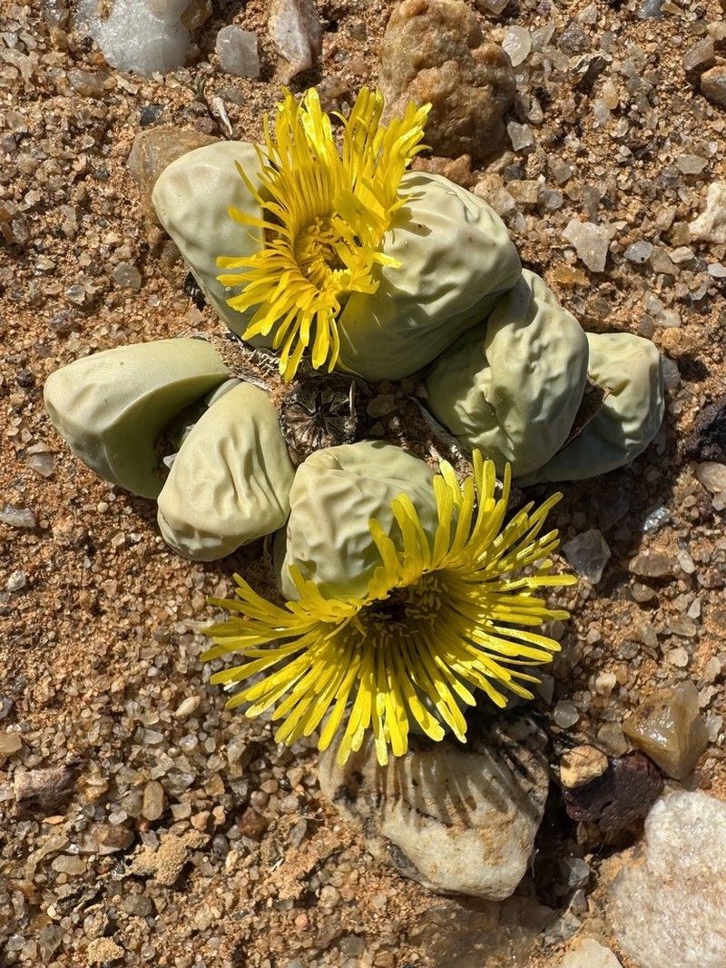 Argyroderma crateriforme photo 3
