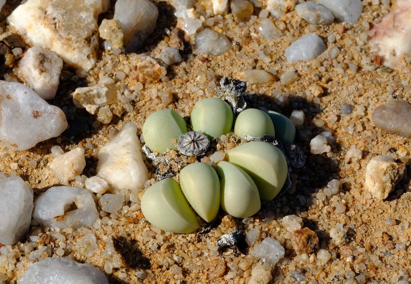 Argyroderma crateriforme photo 4