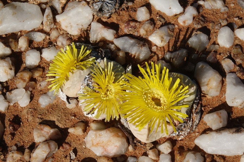 Argyroderma crateriforme photo 5