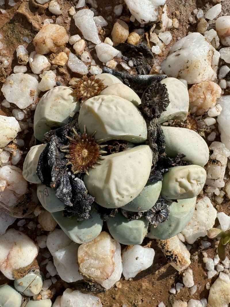 Argyroderma crateriforme photo 7