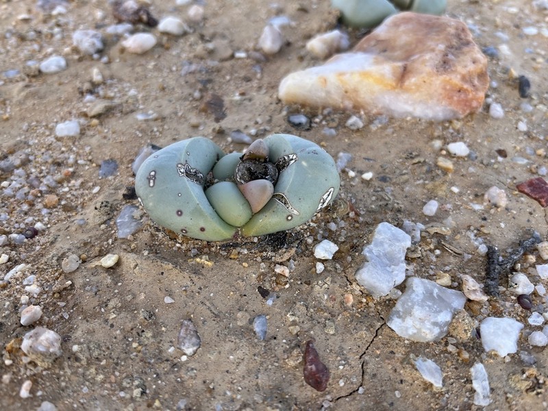 Argyroderma crateriforme photo 8
