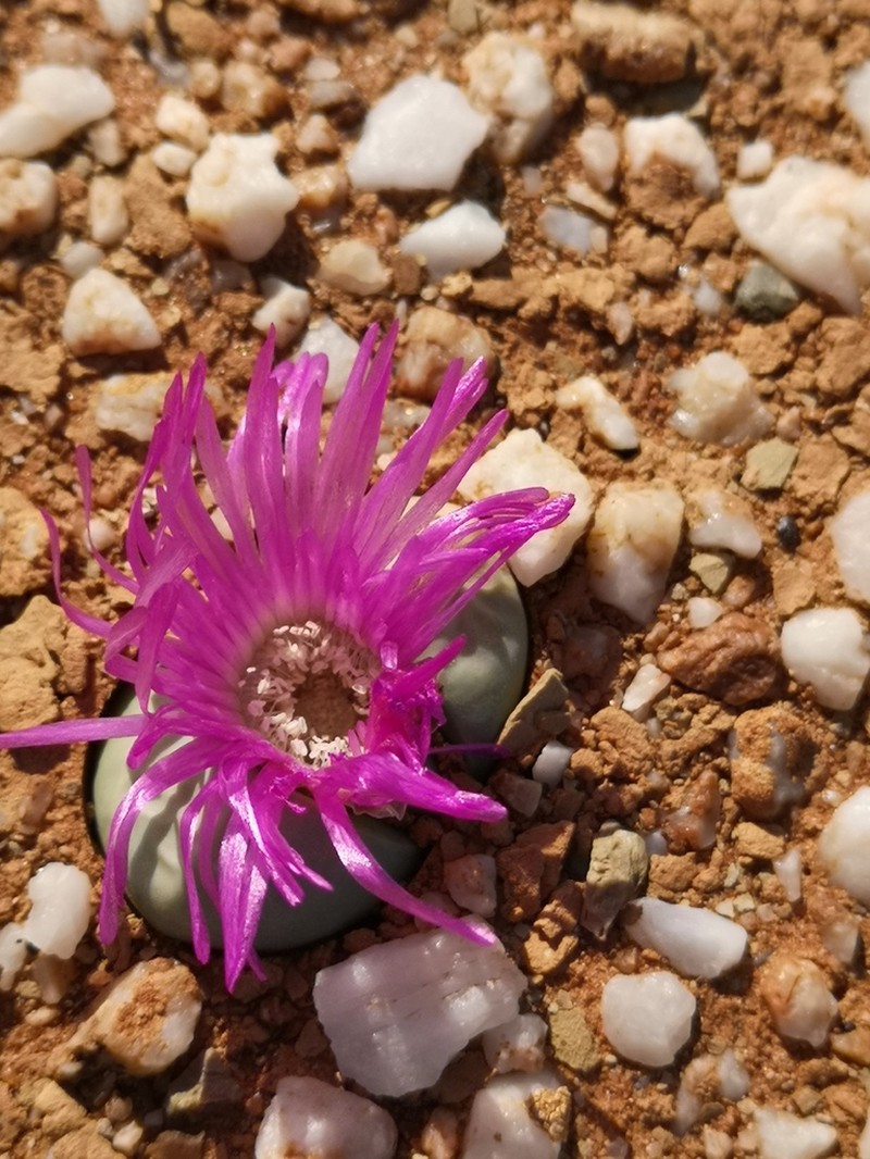 Argyroderma delaetii
