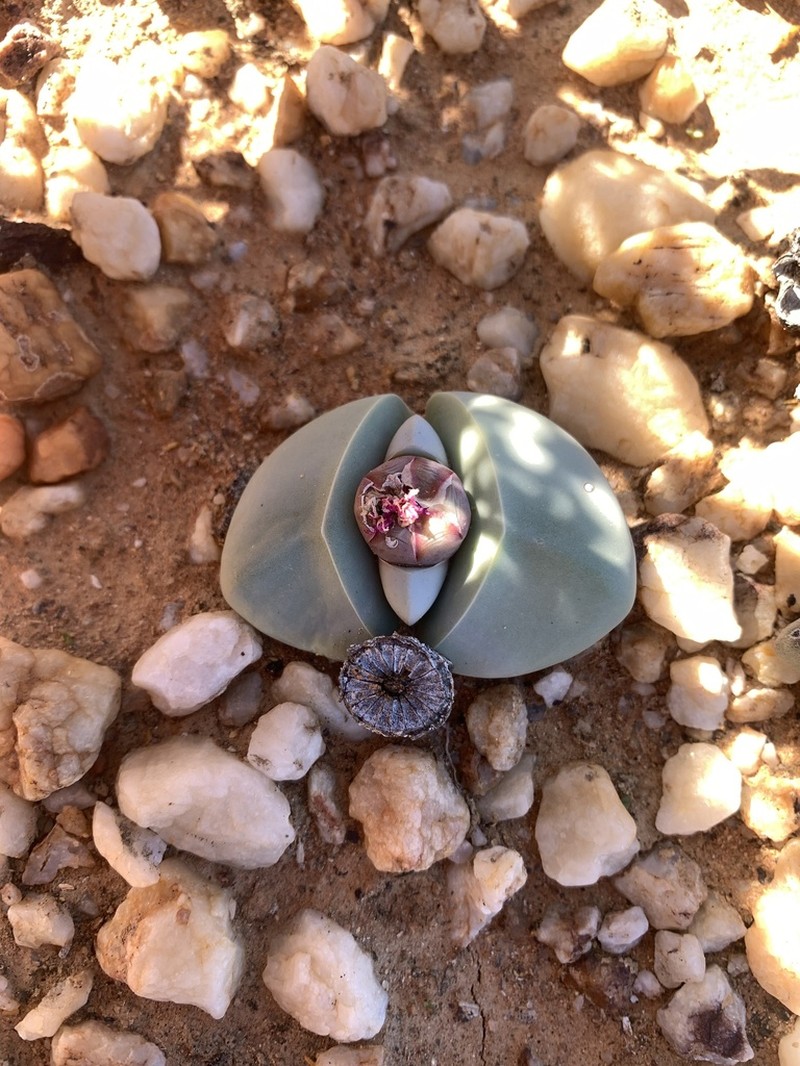 Argyroderma delaetii photo 3