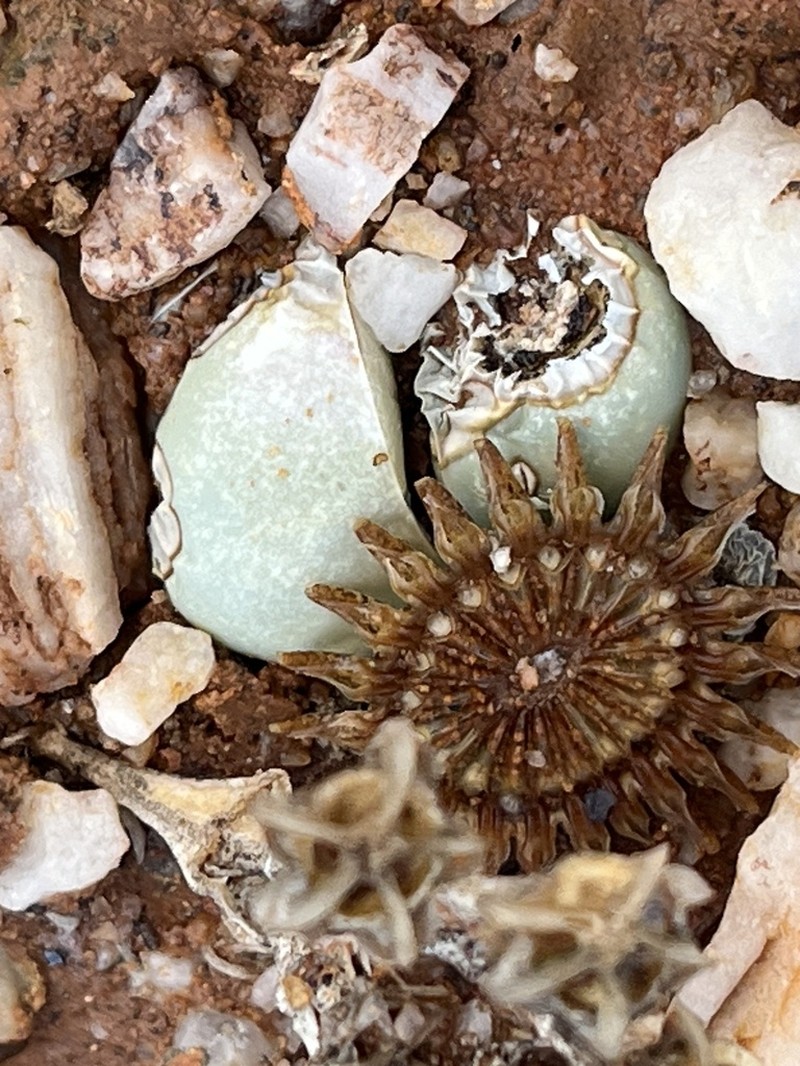 Argyroderma delaetii photo 5