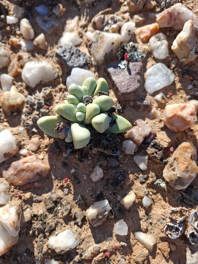 Argyroderma delaetii photo 6