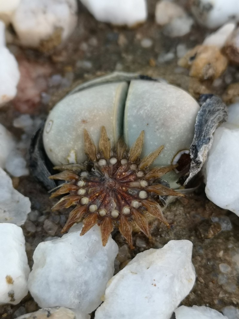 Argyroderma delaetii photo 7