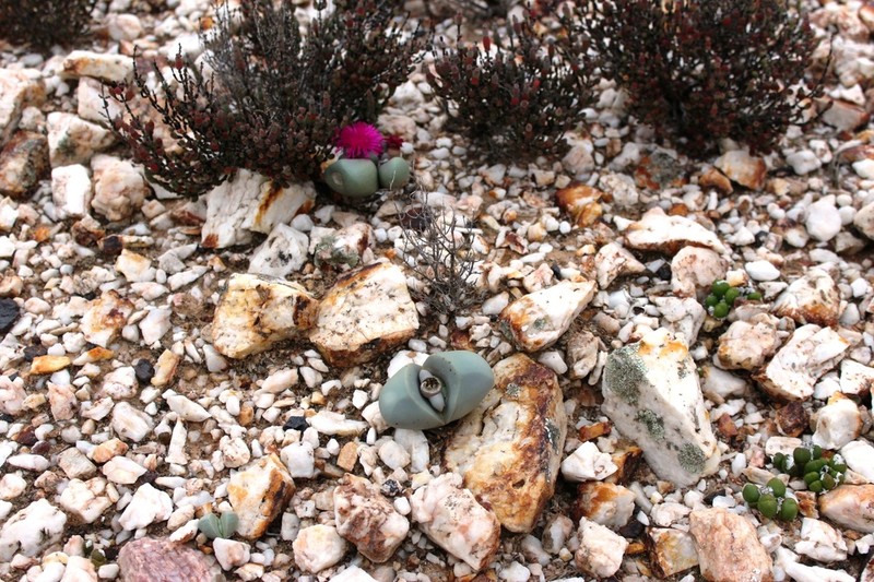 Argyroderma delaetii photo 8