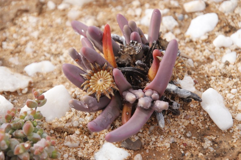 Argyroderma fissum