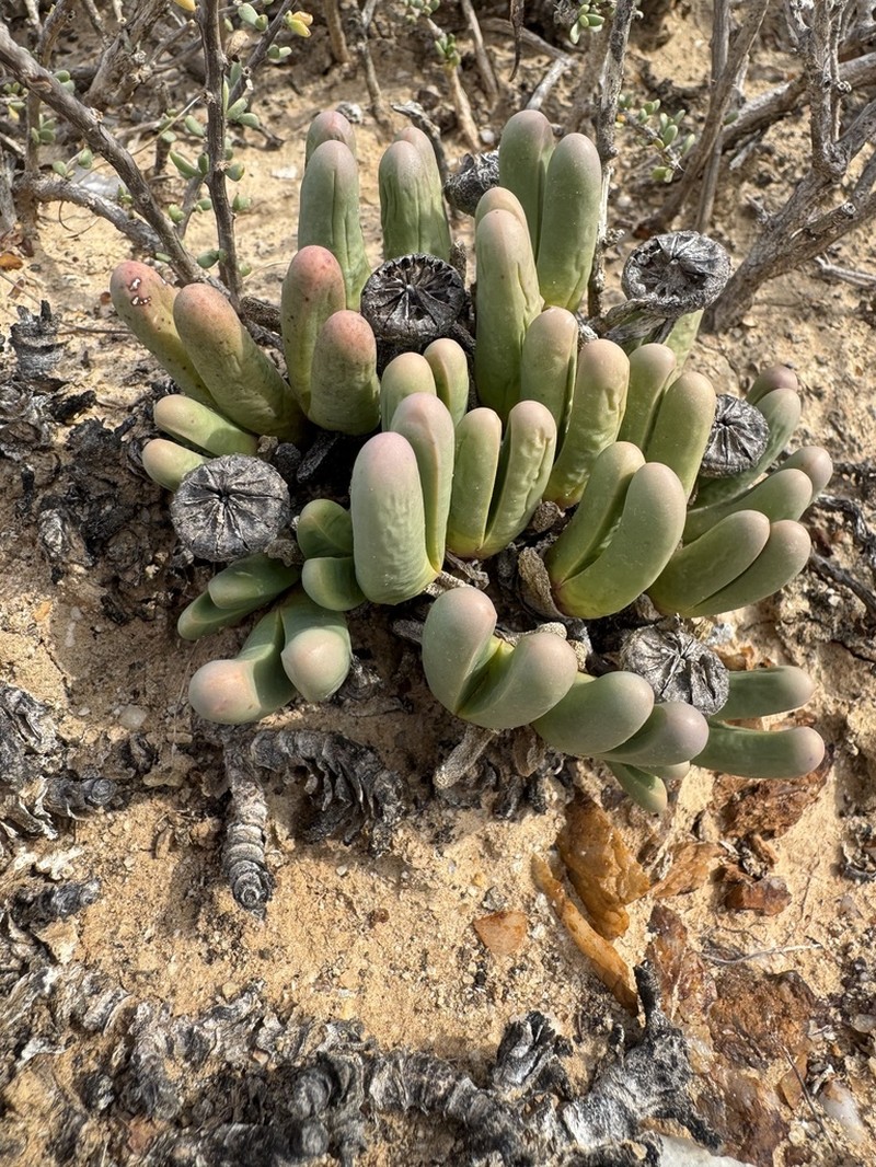 Argyroderma fissum photo 2