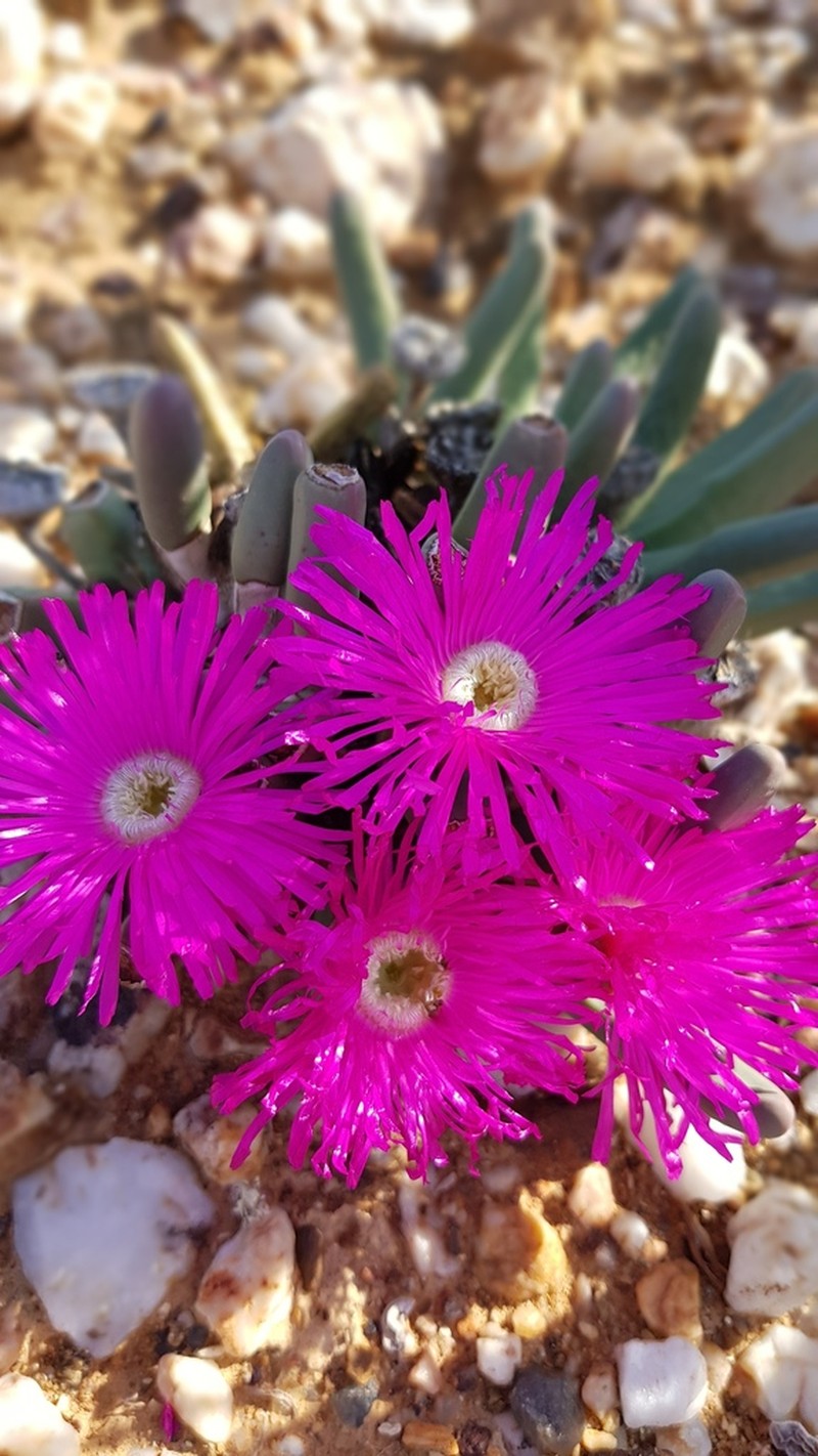 Argyroderma fissum photo 3