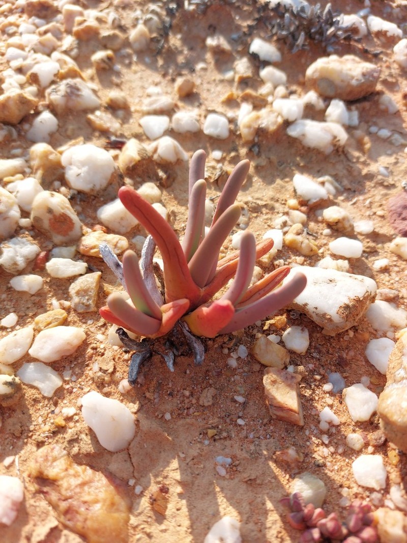 Argyroderma fissum photo 4