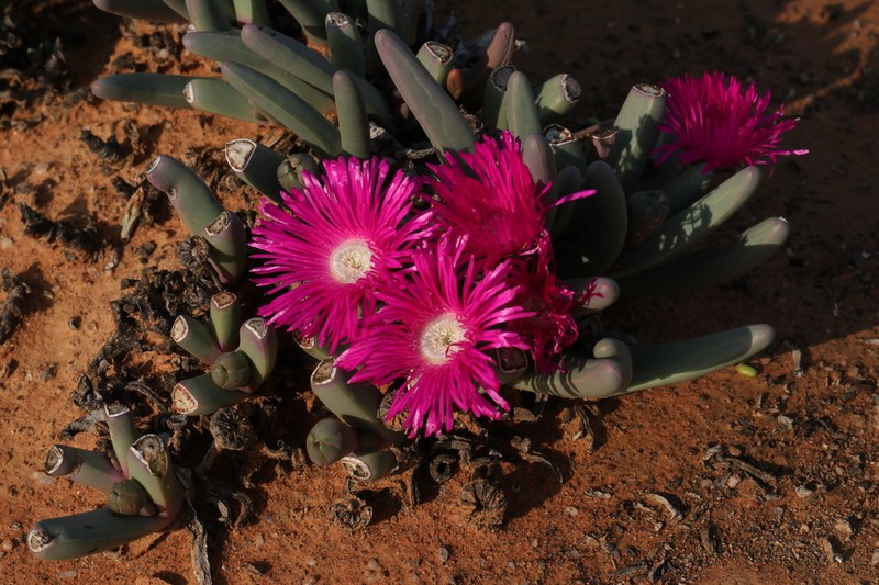 Argyroderma fissum photo 5