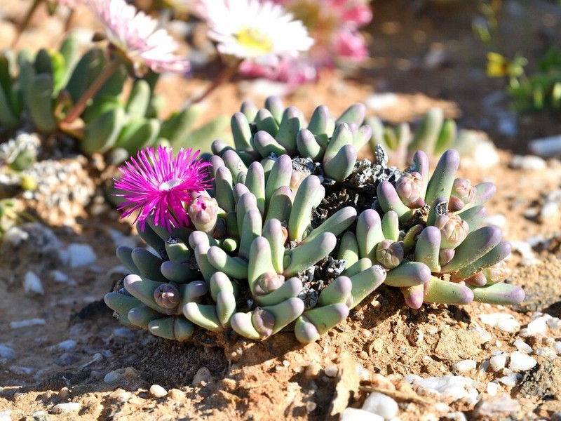 Argyroderma fissum photo 6