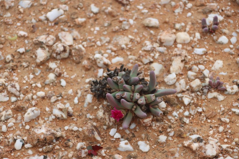 Argyroderma fissum photo 7