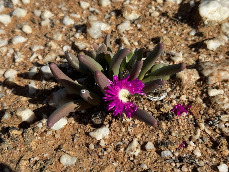 Argyroderma fissum photo 8
