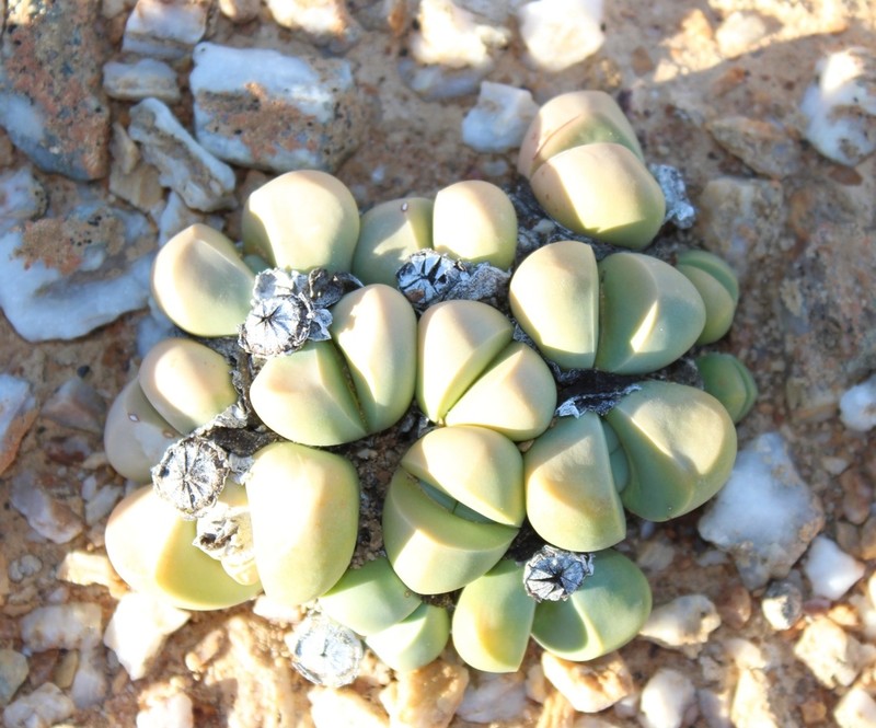Argyroderma framesii