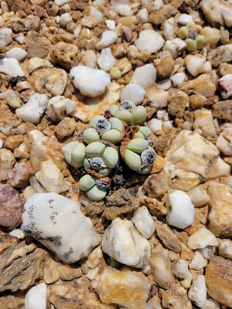 Argyroderma framesii photo 2