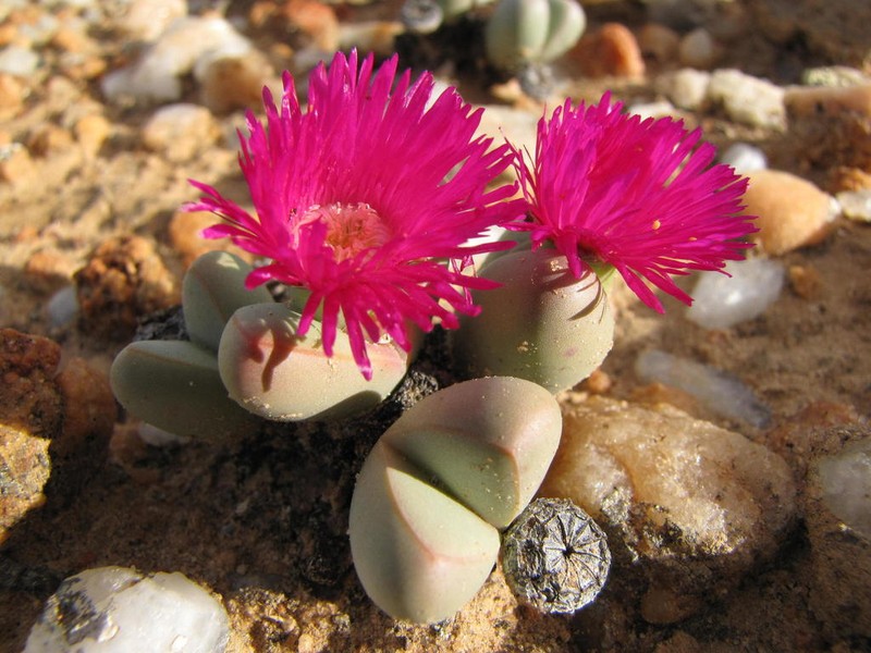 Argyroderma framesii photo 3