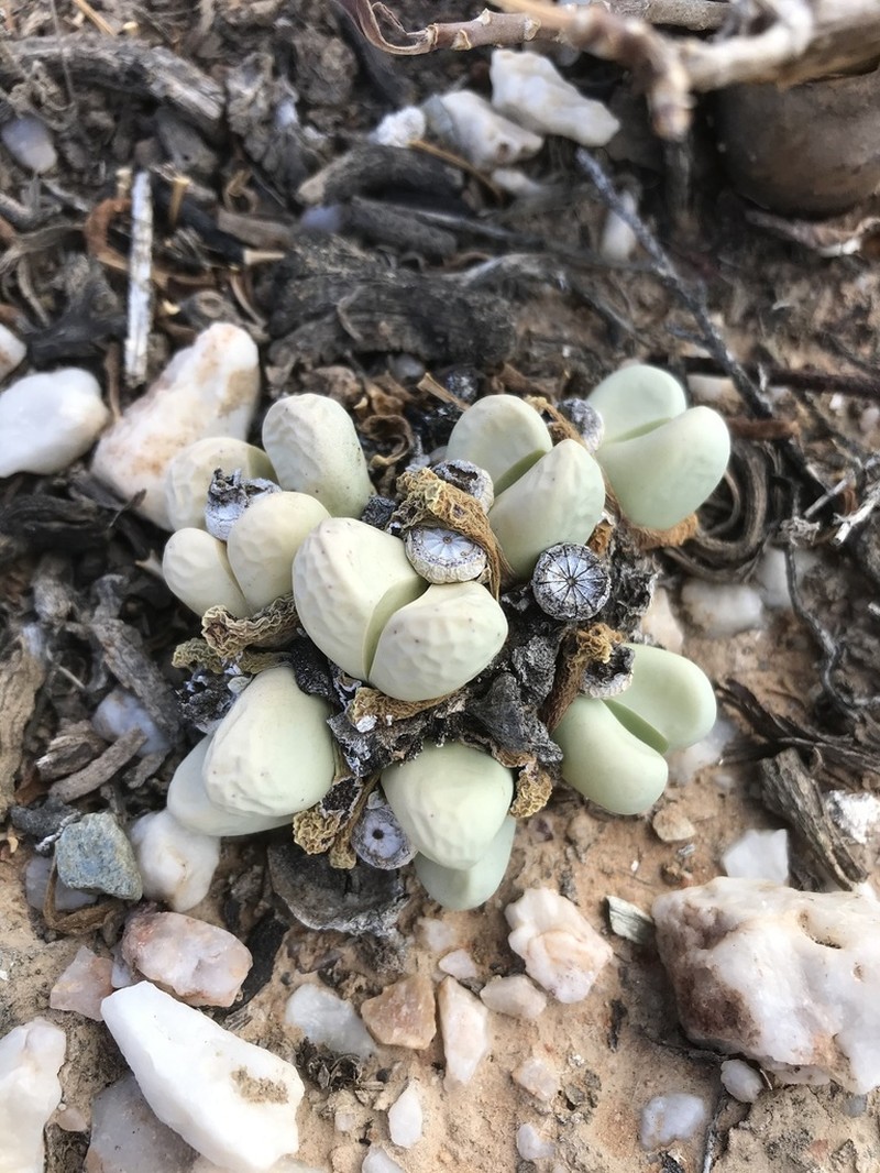 Argyroderma framesii photo 4