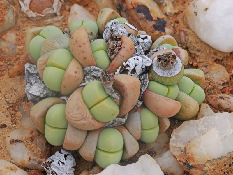 Argyroderma framesii photo 5