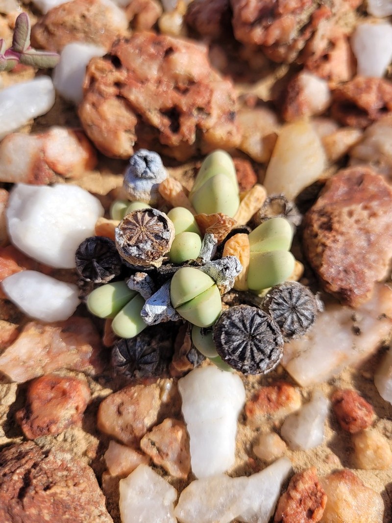 Argyroderma framesii photo 6