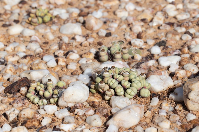 Argyroderma framesii photo 7