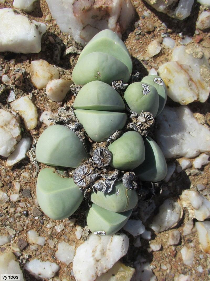 Argyroderma framesii photo 8