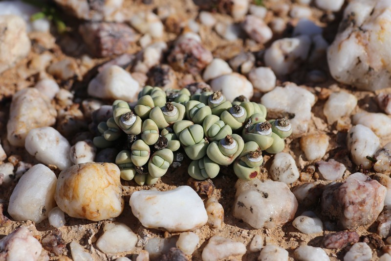 Argyroderma framesii subsp. framesii