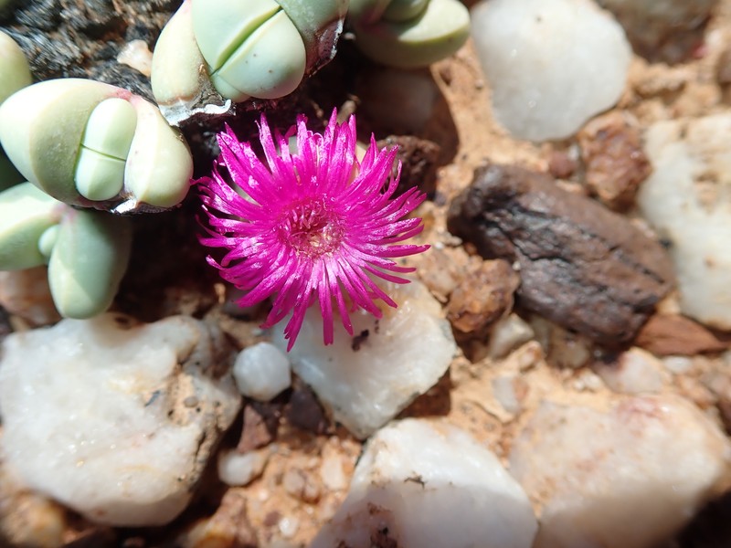 Argyroderma framesii subsp. framesii photo 2
