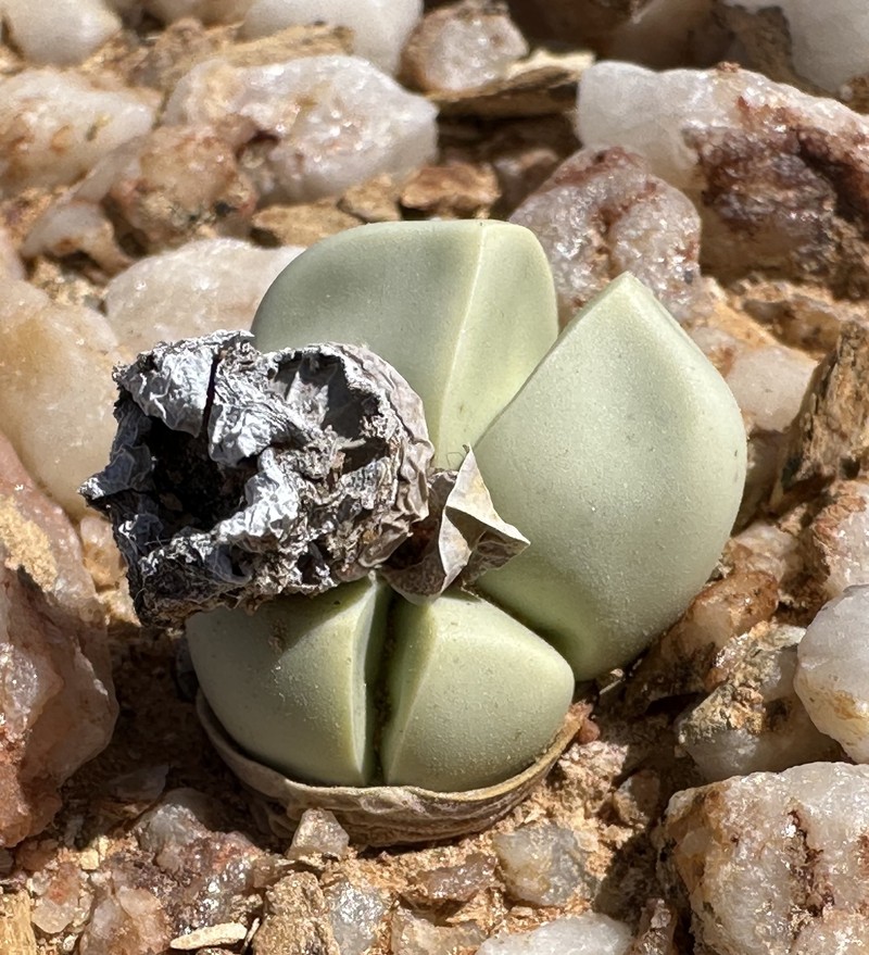 Argyroderma patens photo 3