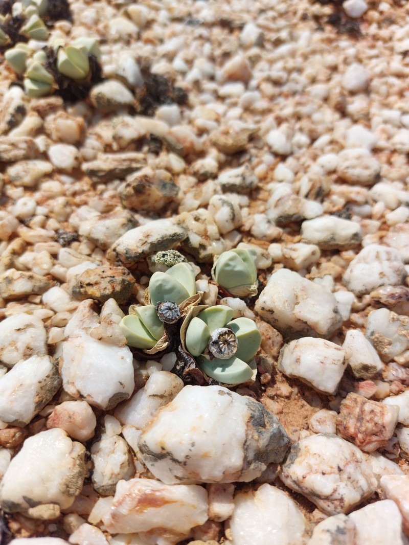 Argyroderma patens photo 4