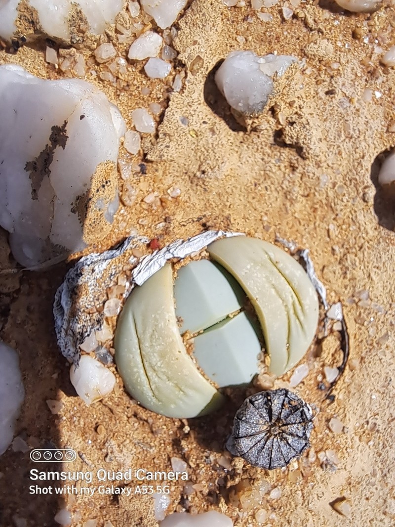 Argyroderma pearsonii