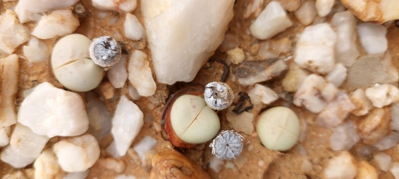 Argyroderma pearsonii photo 3