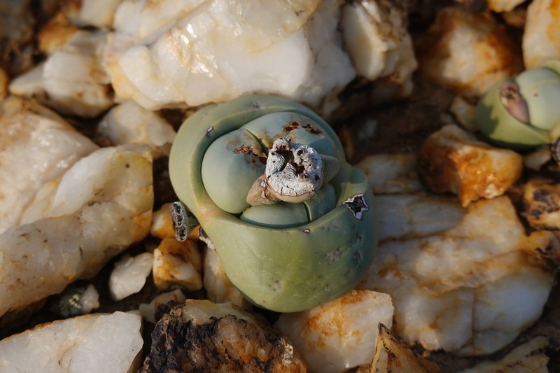 Argyroderma pearsonii photo 4