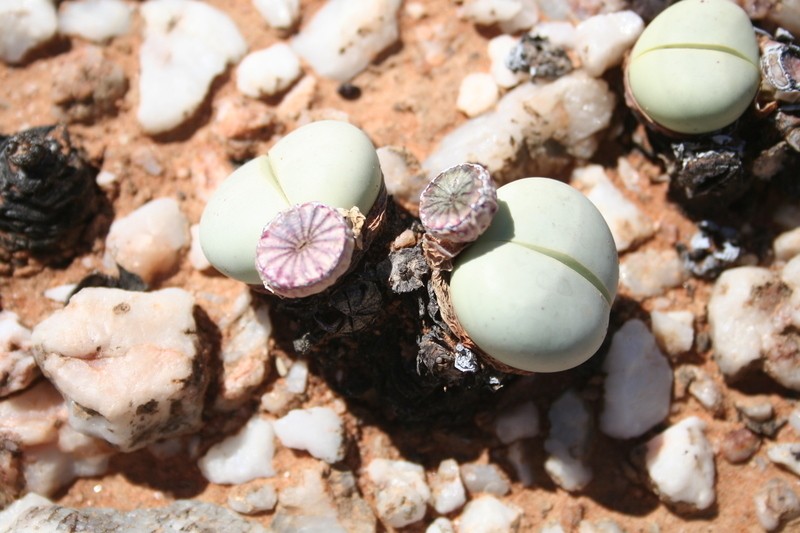 Argyroderma pearsonii photo 5