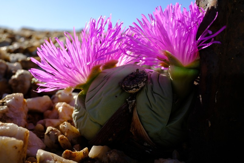 Argyroderma pearsonii photo 6