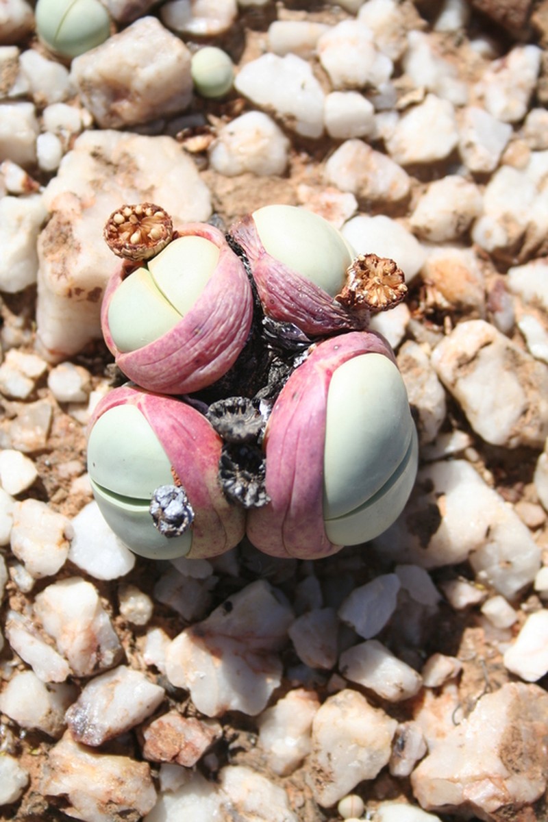 Argyroderma pearsonii photo 7