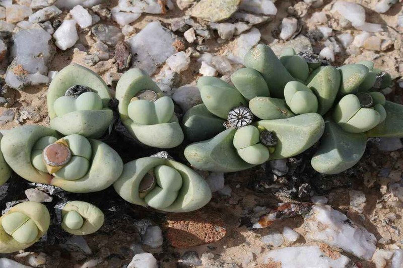 Argyroderma ringens