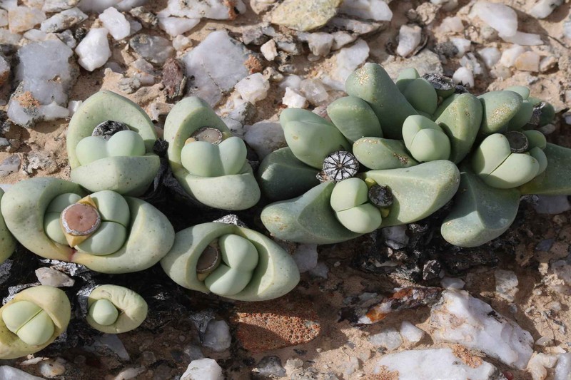 Argyroderma ringens photo 3