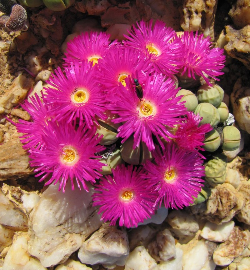 Argyroderma subalbum