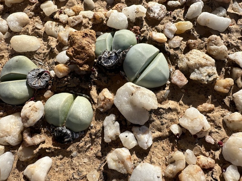 Argyroderma subalbum photo 2