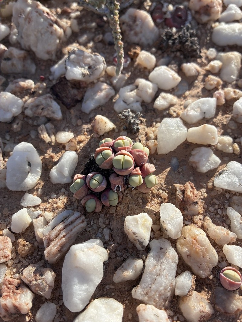 Argyroderma subalbum photo 3