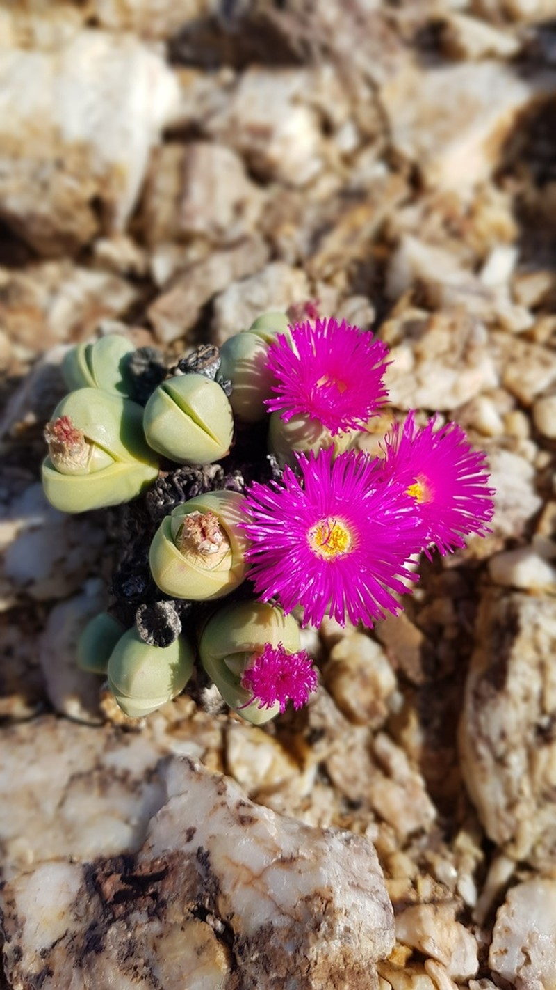 Argyroderma subalbum photo 4