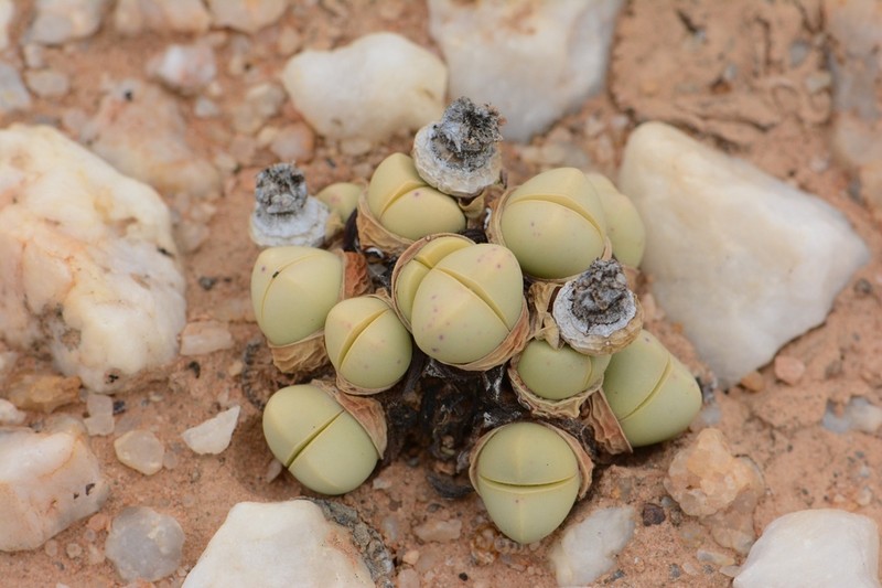 Argyroderma subalbum photo 5