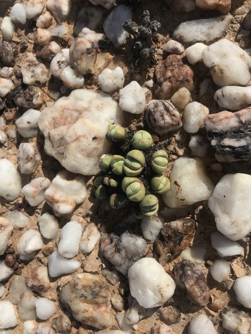 Argyroderma subalbum photo 6