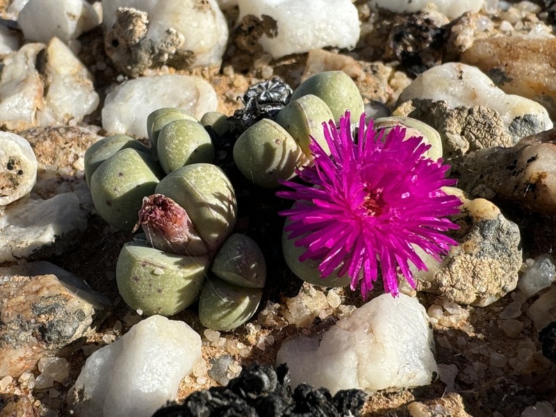 Argyroderma subalbum photo 7