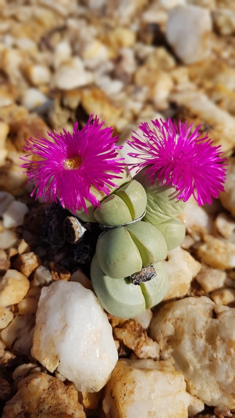 Argyroderma subalbum photo 8