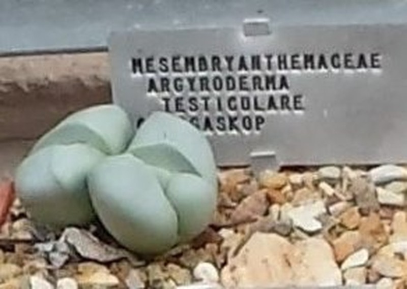 Argyroderma testiculare photo 2