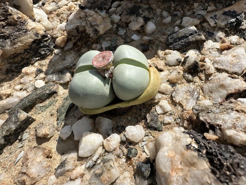 Argyroderma testiculare photo 3